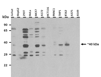 C1orf166 Rabbit Polyclonal Antibody