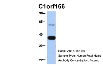 C1orf166 Rabbit Polyclonal Antibody
