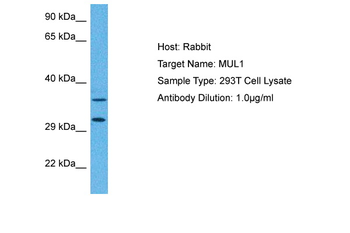 C1orf166 Rabbit Polyclonal Antibody