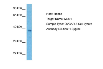 C1orf166 Rabbit Polyclonal Antibody
