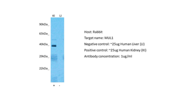 C1orf166 Rabbit Polyclonal Antibody