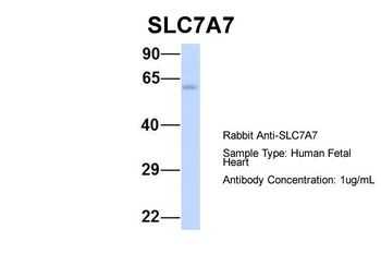 SLC7A7 Rabbit Polyclonal Antibody
