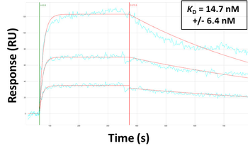 SLC6A5 Rabbit Polyclonal Antibody