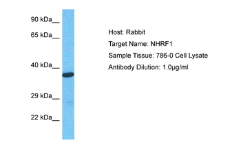 SLC9A3R1 Rabbit Polyclonal Antibody