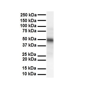 CSF1 Rabbit Polyclonal Antibody