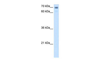 CLGN Rabbit Polyclonal Antibody