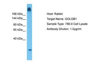 GOLGB1 Rabbit Polyclonal Antibody
