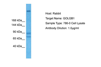 GOLGB1 Rabbit Polyclonal Antibody