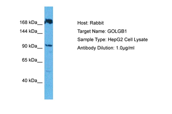 GOLGB1 Rabbit Polyclonal Antibody