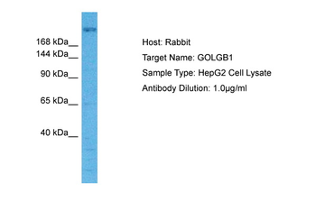 GOLGB1 Rabbit Polyclonal Antibody