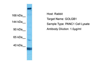 GOLGB1 Rabbit Polyclonal Antibody