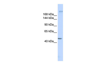 FER1L3 Rabbit Polyclonal Antibody