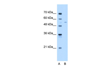 MLSTD1 Rabbit Polyclonal Antibody
