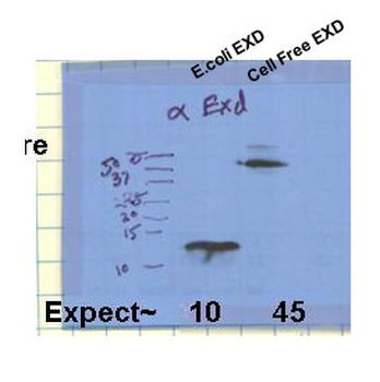 Exd Rabbit Polyclonal Antibody