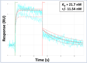 Col15a1 Rabbit Polyclonal Antibody