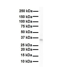 LDHB Rabbit Polyclonal Antibody