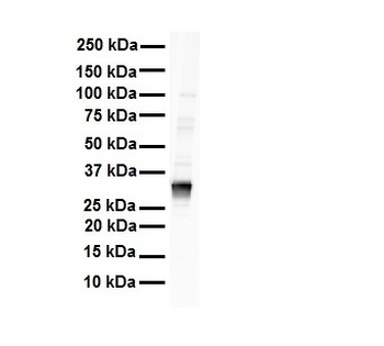 LDHB Rabbit Polyclonal Antibody