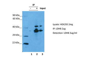 LDHB Rabbit Polyclonal Antibody