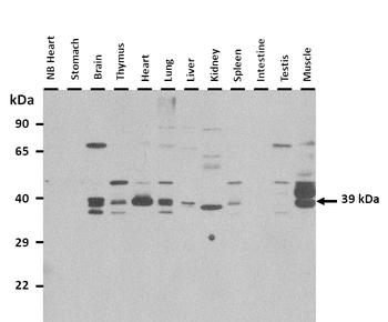 Gyg Rabbit Polyclonal Antibody