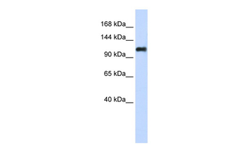 NID2 Rabbit Polyclonal Antibody
