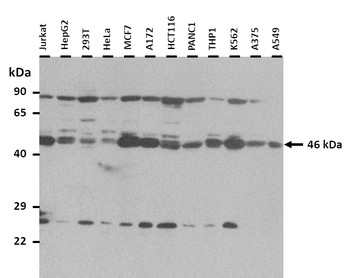 C20orf3 Rabbit Polyclonal Antibody