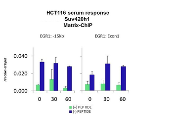 KMT5B Rabbit Polyclonal Antibody