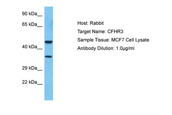 CFHR3 Rabbit Polyclonal Antibody