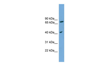 UNQ1887 Rabbit Polyclonal Antibody