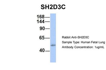 SH2D3C Rabbit Polyclonal Antibody