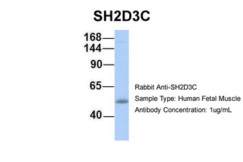 SH2D3C Rabbit Polyclonal Antibody