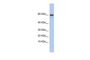 TXLNG Rabbit Polyclonal Antibody