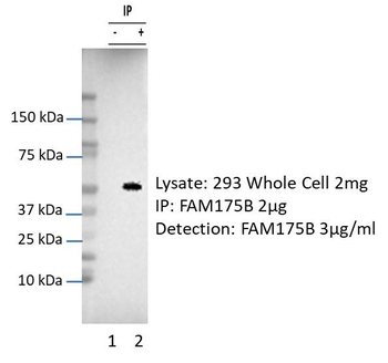 ABRAXAS2 Rabbit Polyclonal Antibody