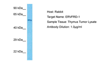 ERVFRD-1 Rabbit Polyclonal Antibody