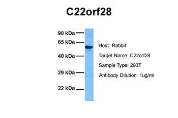 C22orf28 Rabbit Polyclonal Antibody