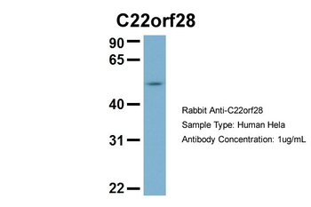C22orf28 Rabbit Polyclonal Antibody