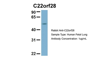 C22orf28 Rabbit Polyclonal Antibody