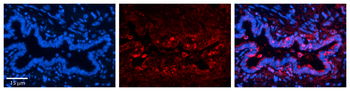 C22orf28 Rabbit Polyclonal Antibody