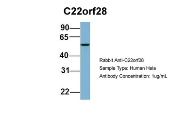 C22orf28 Rabbit Polyclonal Antibody