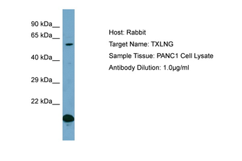 TXLNG Rabbit Polyclonal Antibody