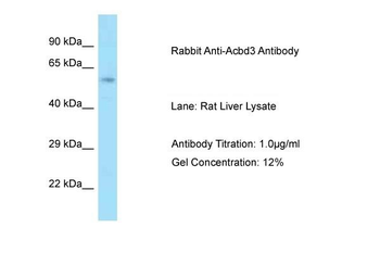 Acbd3 Rabbit Polyclonal Antibody