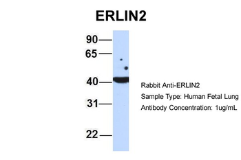 ERLIN2 Rabbit Polyclonal Antibody