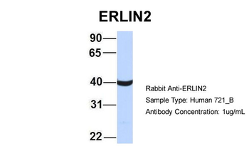 ERLIN2 Rabbit Polyclonal Antibody