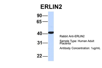 ERLIN2 Rabbit Polyclonal Antibody