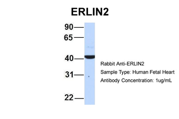 ERLIN2 Rabbit Polyclonal Antibody