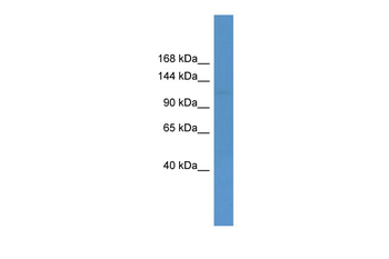 USP26 Rabbit Polyclonal Antibody