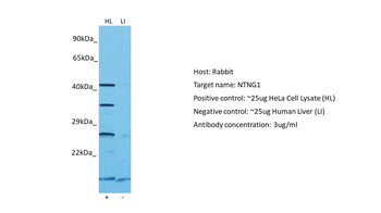 NTNG1 Rabbit Polyclonal Antibody