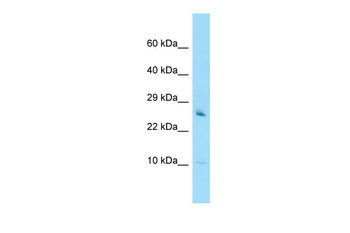 GATC Rabbit Polyclonal Antibody