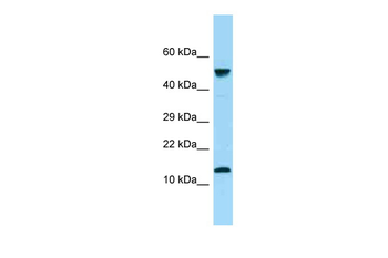 GYPA Rabbit Polyclonal Antibody