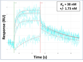 FLNC Rabbit Polyclonal Antibody