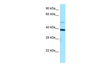 EIF3I Rabbit Polyclonal Antibody